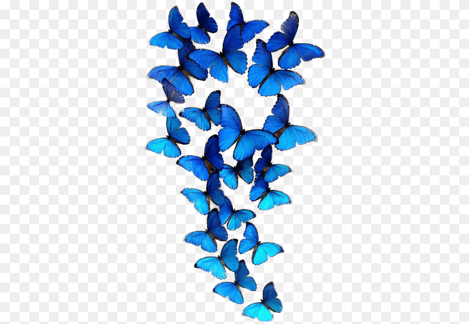 Group Of Blue Butterflies, Plant, Animal, Butterfly, Insect Free Png Download
