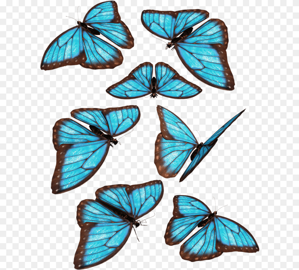 Group Of Blue Butterfly, Animal, Insect, Invertebrate Png Image