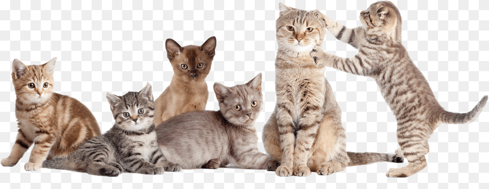 Group Of Cats, Animal, Cat, Mammal, Manx Free Transparent Png