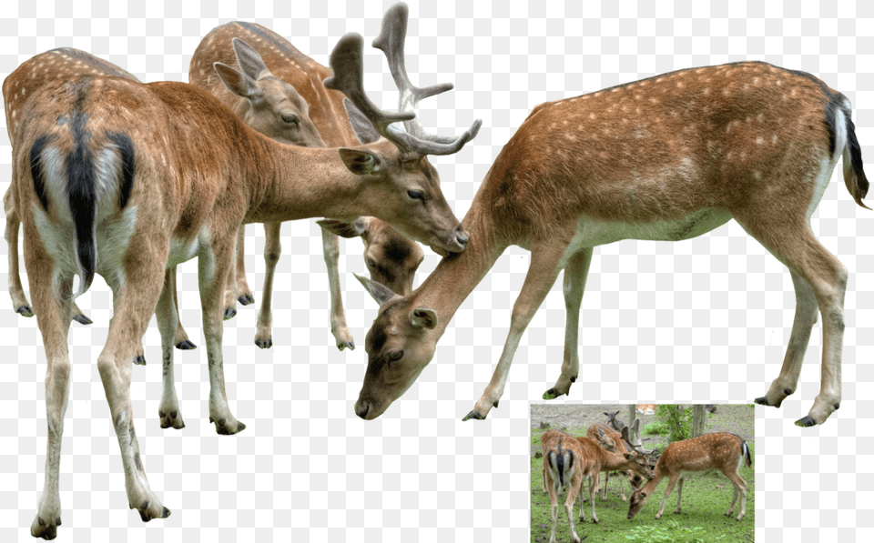 Group Of Deer, Animal, Mammal, Wildlife, Antelope Free Transparent Png