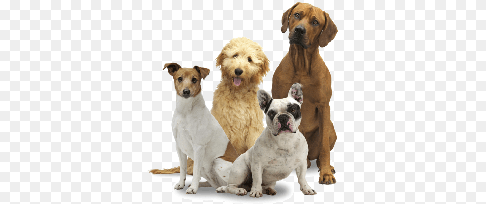 Group Of Dogs, Animal, Canine, Dog, Mammal Png Image