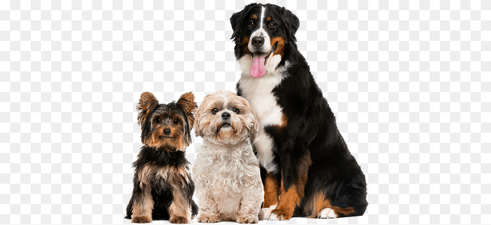 Group Of Dogs Perro Boyero De Berna, Animal, Canine, Dog, Mammal Free Transparent Png