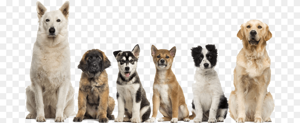 Group Of Dogs Sitting, Animal, Canine, Dog, Mammal Free Png Download