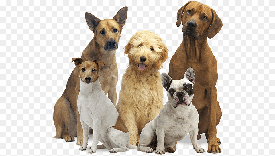 Group Of Dogs Animal, Canine, Dog, Mammal Free Transparent Png