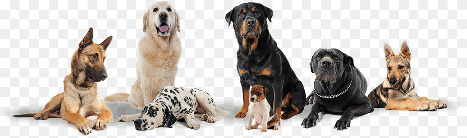 Group Of Dogs Transparent Background Transparent Background Group Of Dogs, Animal, Canine, Dog, Mammal Free Png Download