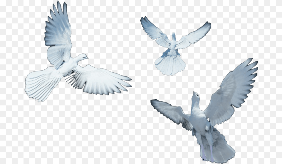 Group Of Dove, Animal, Bird, Pigeon Free Transparent Png