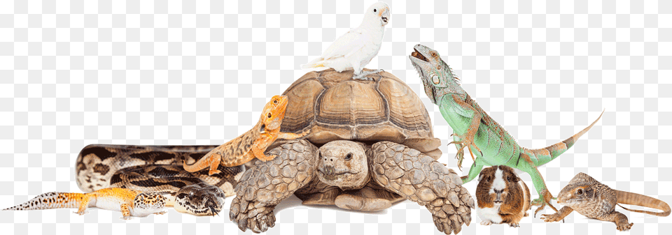Group Of Exotic Pets, Animal, Lizard, Reptile, Sea Life Free Png Download