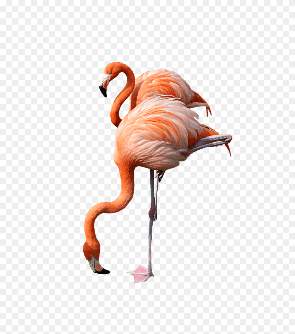 Group Of Flamingos Clipart Bigking Keywords And Pictures, Animal, Bird, Flamingo Free Png Download
