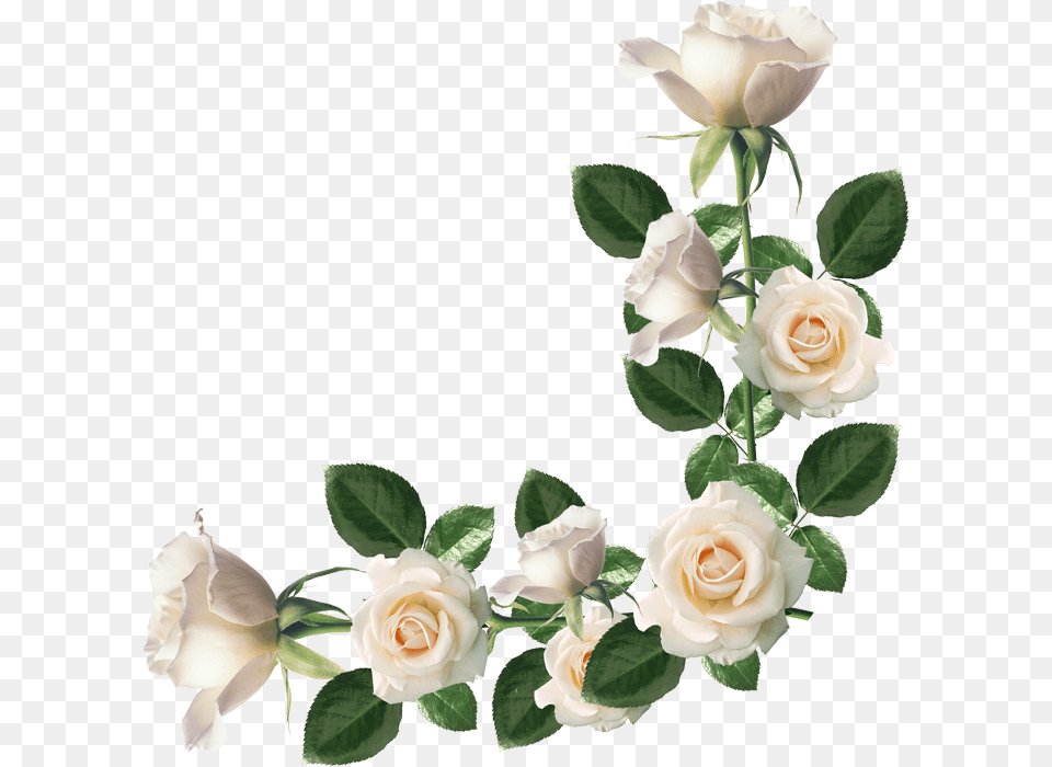 Group Of Molduras Rosas Brancas Para, Flower, Plant, Rose, Flower Arrangement Png Image