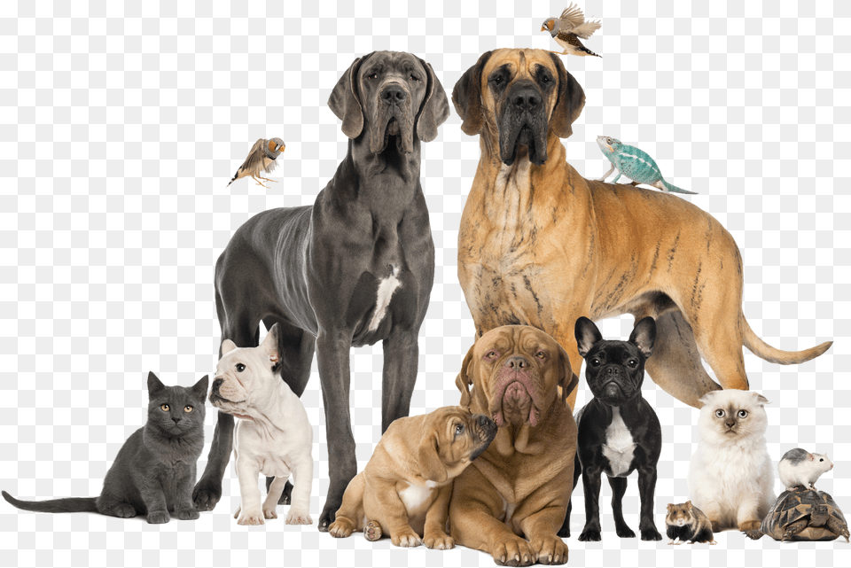 Group Of Pets Vet Clinic Animals, Animal, Pet, Mammal, Dog Free Png