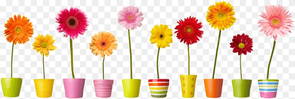 Group Of Romantic Flowers In Vases Flower Window Clings, Petal, Daisy, Plant, Pottery Png