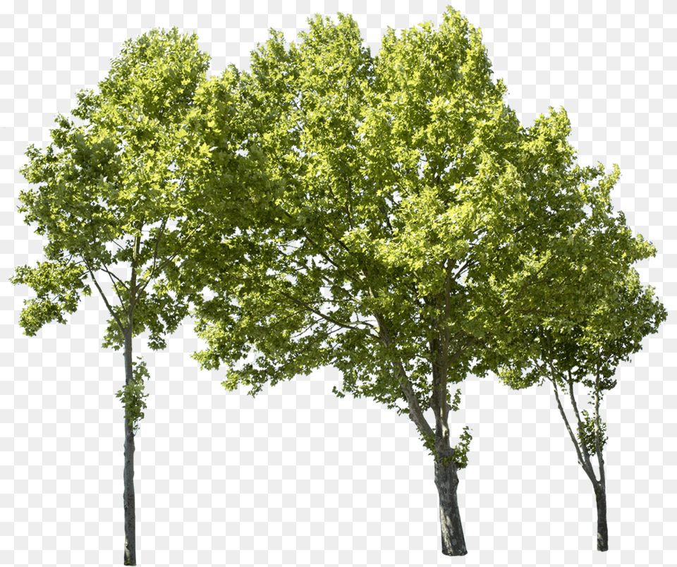 Group Of Trees, Maple, Oak, Plant, Sycamore Free Transparent Png