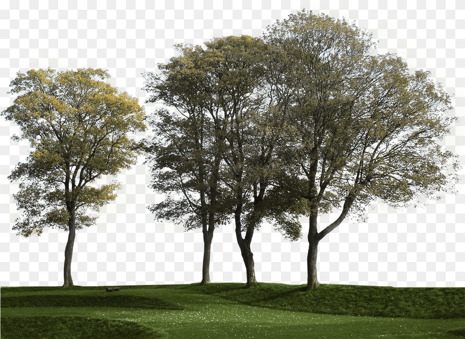 Group Of Trees Big Tree Cut Out, Tree Trunk, Grass, Plant, Lawn Png