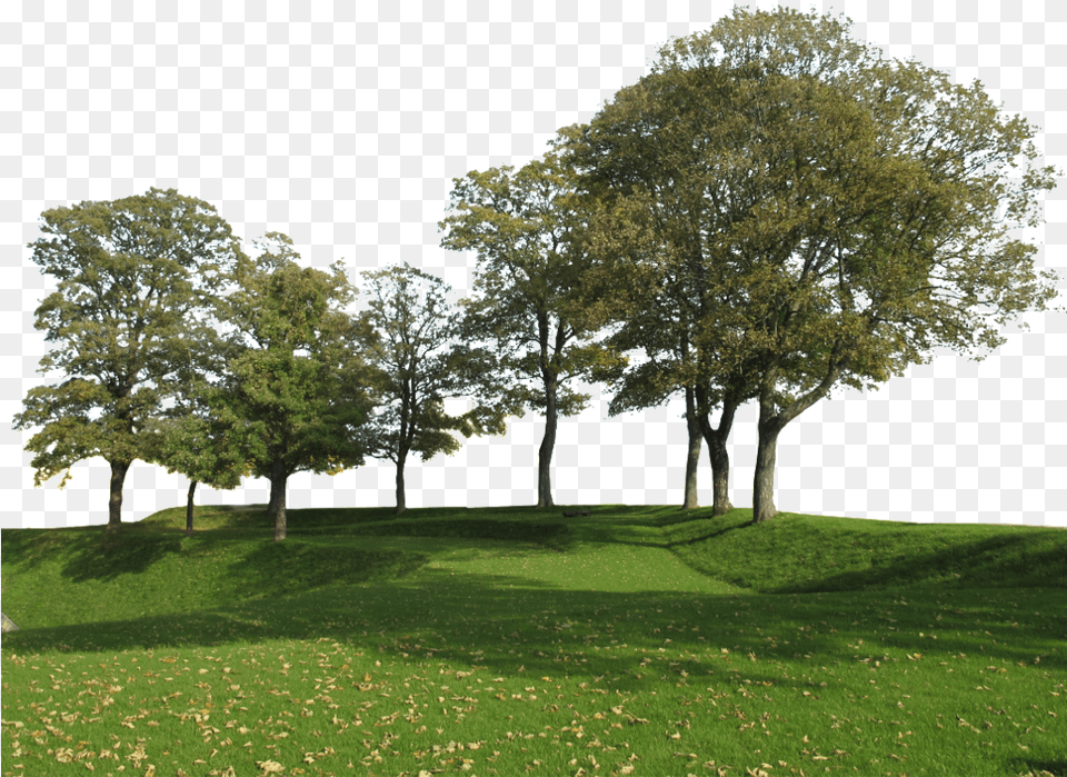 Group Of Trees Group Of Tree, Tree Trunk, Plant, Park, Outdoors Free Png