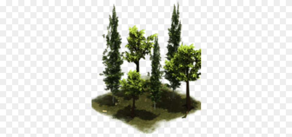 Group Of Trees Mexican Pinyon, Conifer, Tree, Plant, Pine Free Png Download