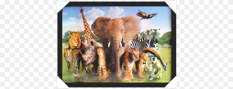 Group Of Wild Animals, Animal, Wildlife, Cheetah, Mammal Free Png Download