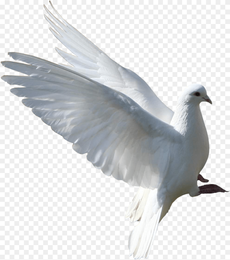 Group Pigeon, Animal, Bird, Dove Png