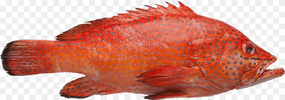 Grouper Fish Reef Cod, Animal, Sea Life Free Png Download