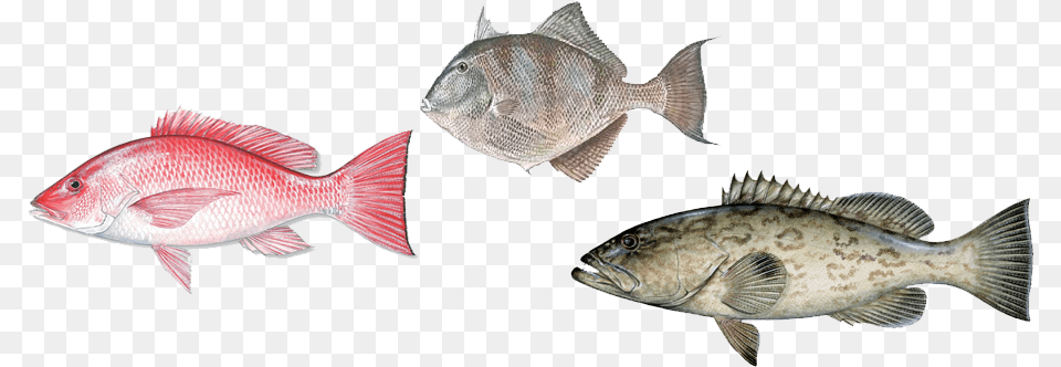 Groupoffish Group Of Fish, Animal, Sea Life Free Transparent Png