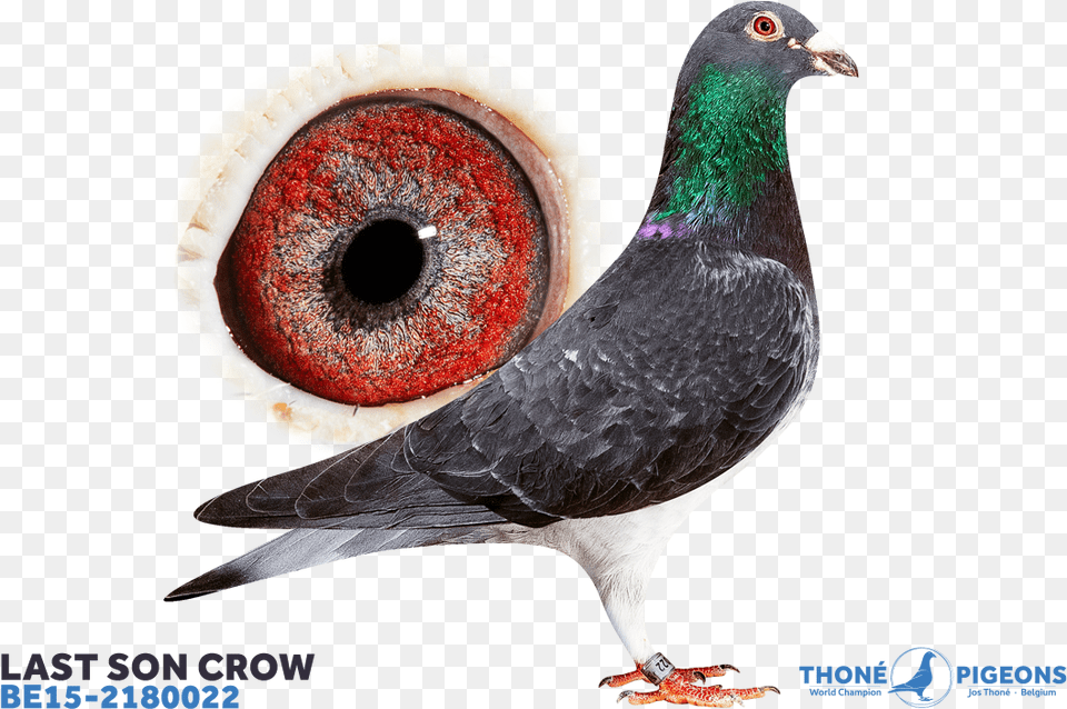 Grouse, Animal, Bird, Pigeon, Dove Free Png Download