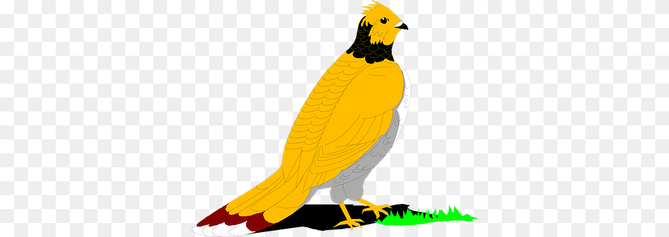 Grouse Animal, Bird Png