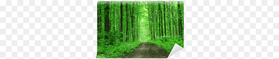 Grove, Woodland, Tree, Scenery, Vegetation Free Png