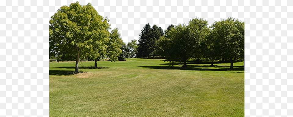 Grove, Field, Plant, Park, Outdoors Free Png Download