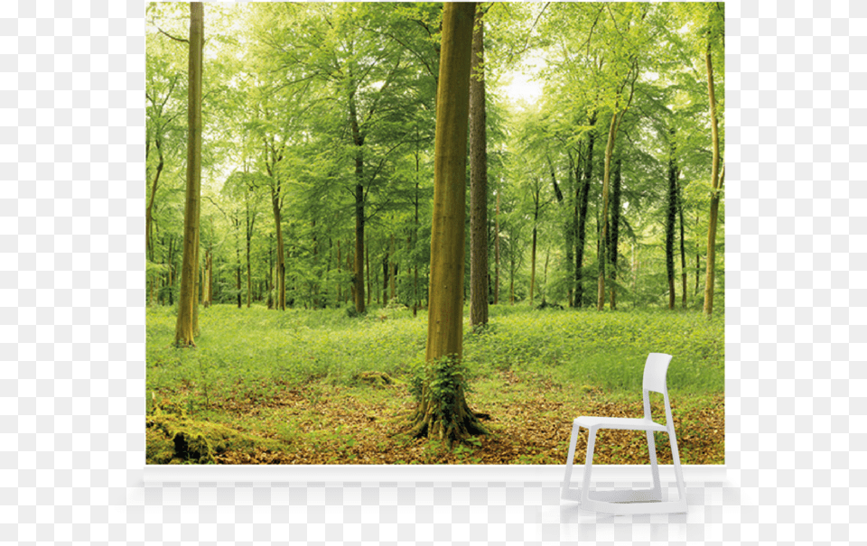 Grove, Chair, Vegetation, Tree, Scenery Png