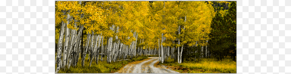 Grove, Nature, Outdoors, Plant, Scenery Free Transparent Png