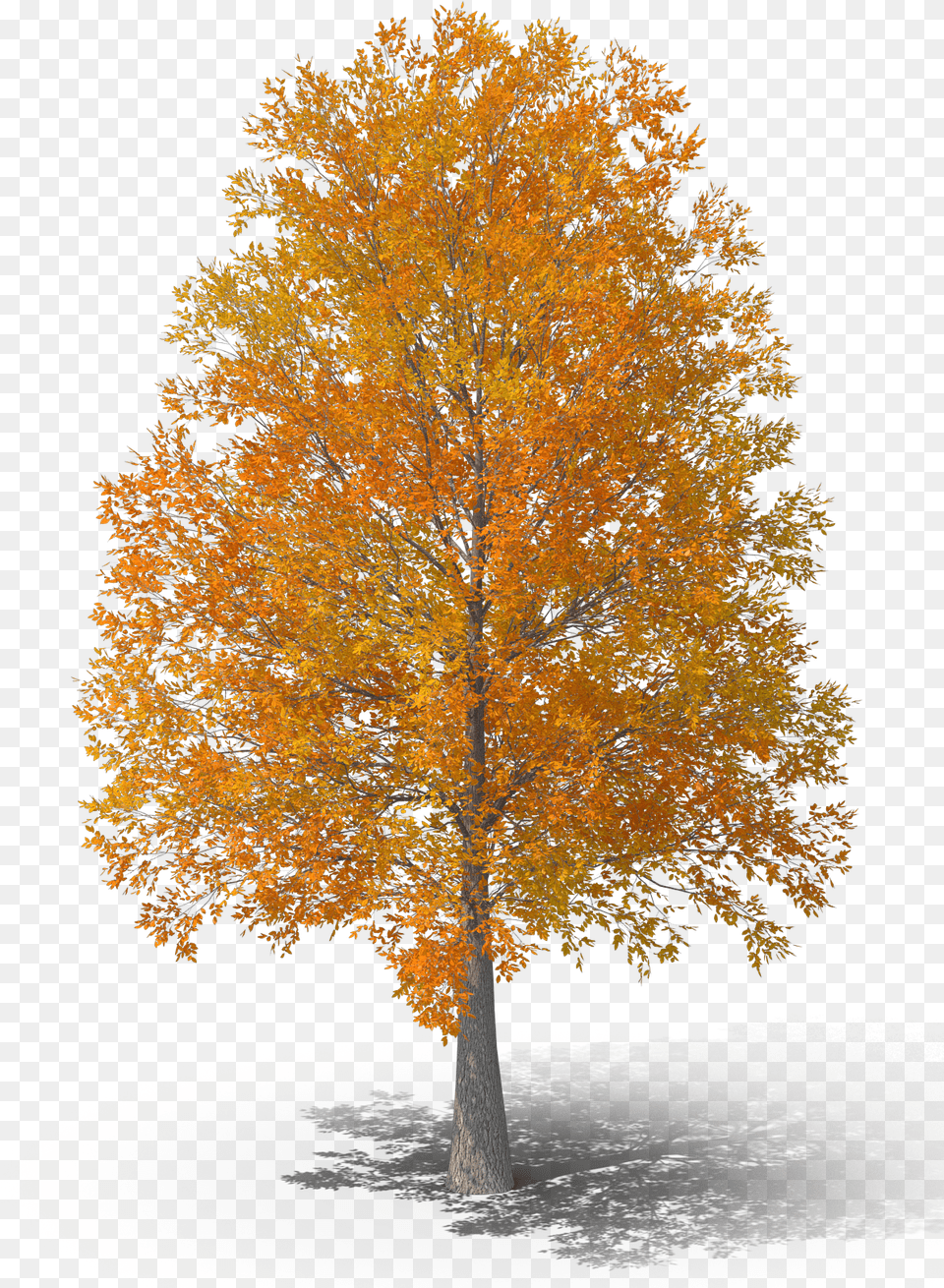 Grove, Leaf, Maple, Plant, Tree Png Image