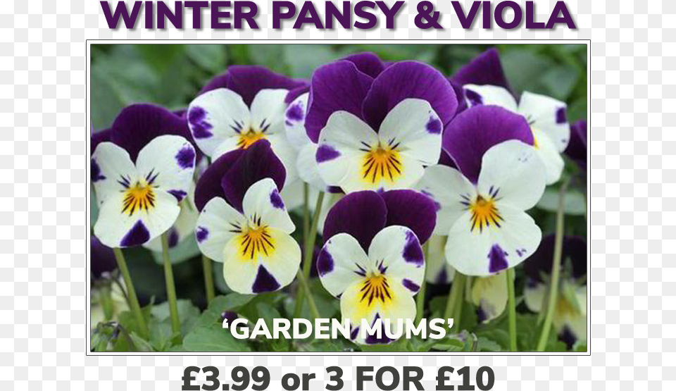 Grovewell Promos Winter Pansy Amp Viola Sardi Plants, Flower, Plant, Purple Png Image