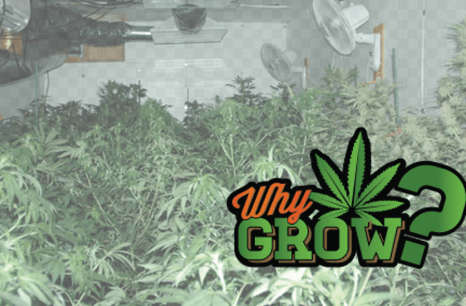 Grow Basement, Hemp, Plant, Vegetation, Weed Free Transparent Png