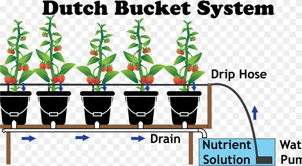 Grow Dutch Bucket System, People, Person, Plant, Altar Free Png Download