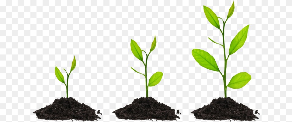 Grow Growing Plant Transparent Background, Soil, Leaf, Sprout Free Png