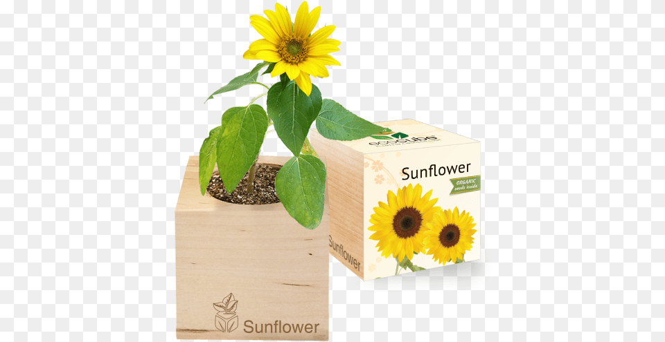 Grow Kit Sunflower Ecocube Sonnenblume, Flower, Plant, Potted Plant, Jar Png Image