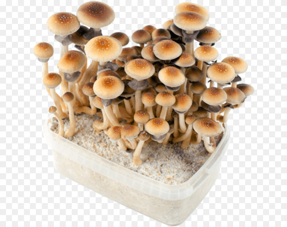Grow Kits Psilocybin Mushroom, Fungus, Plant, Agaric, Amanita Free Transparent Png