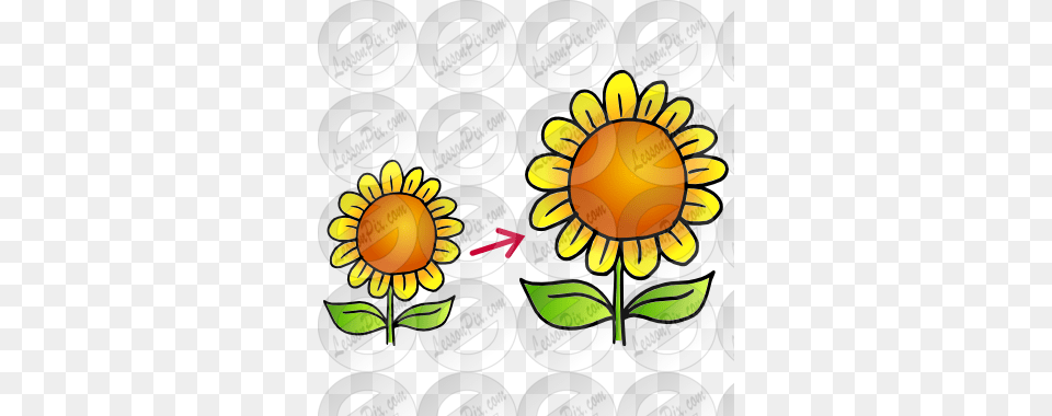 Grow Picture For Classroom Therapy Use, Flower, Plant, Sunflower, Daisy Free Png