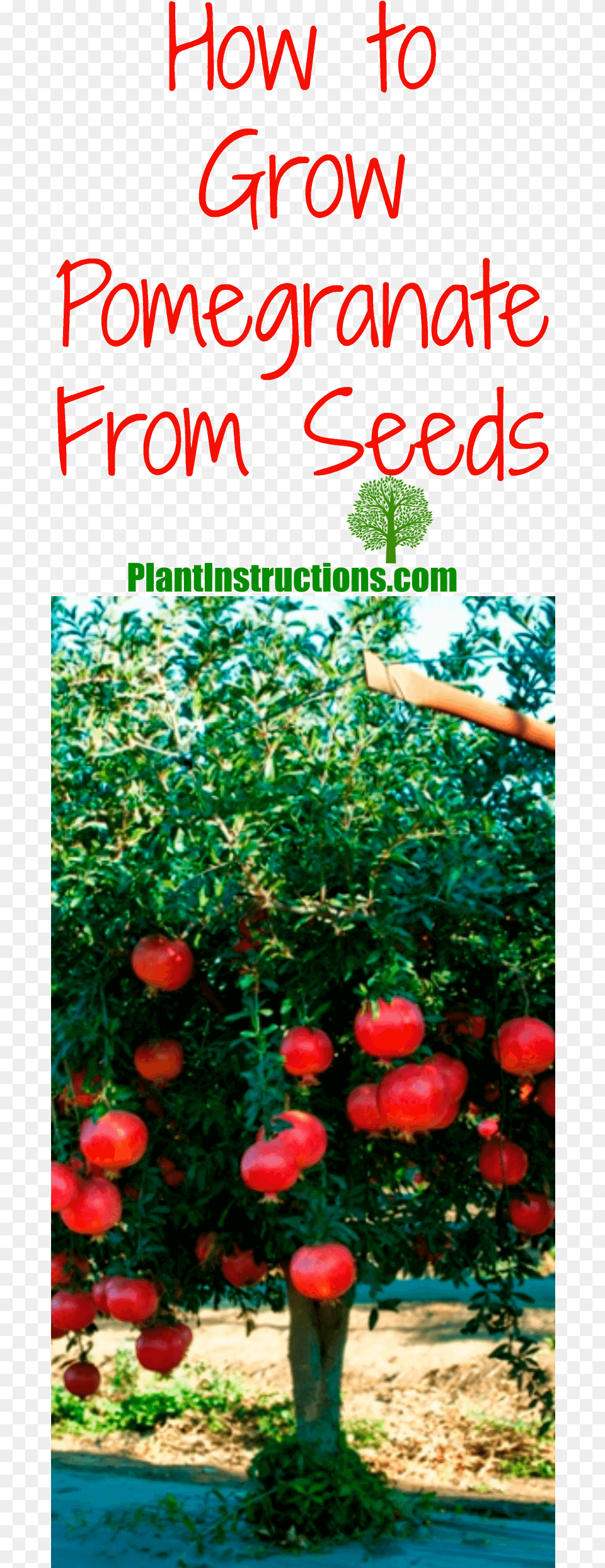 Grow Pomegranate From Seed Wonderful Pomegranate Tree, Food, Fruit, Plant, Produce Png