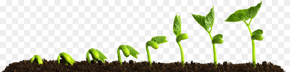 Grow Picture Growing Plant Plants Growing, Soil, Sprout, Bud, Flower Free Transparent Png