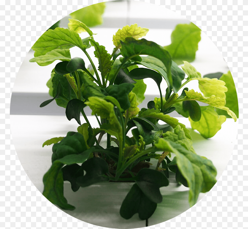 Growcer Mini Cabinet Unit Planting Spinach, Plant, Leaf, Vegetable, Produce Free Png Download