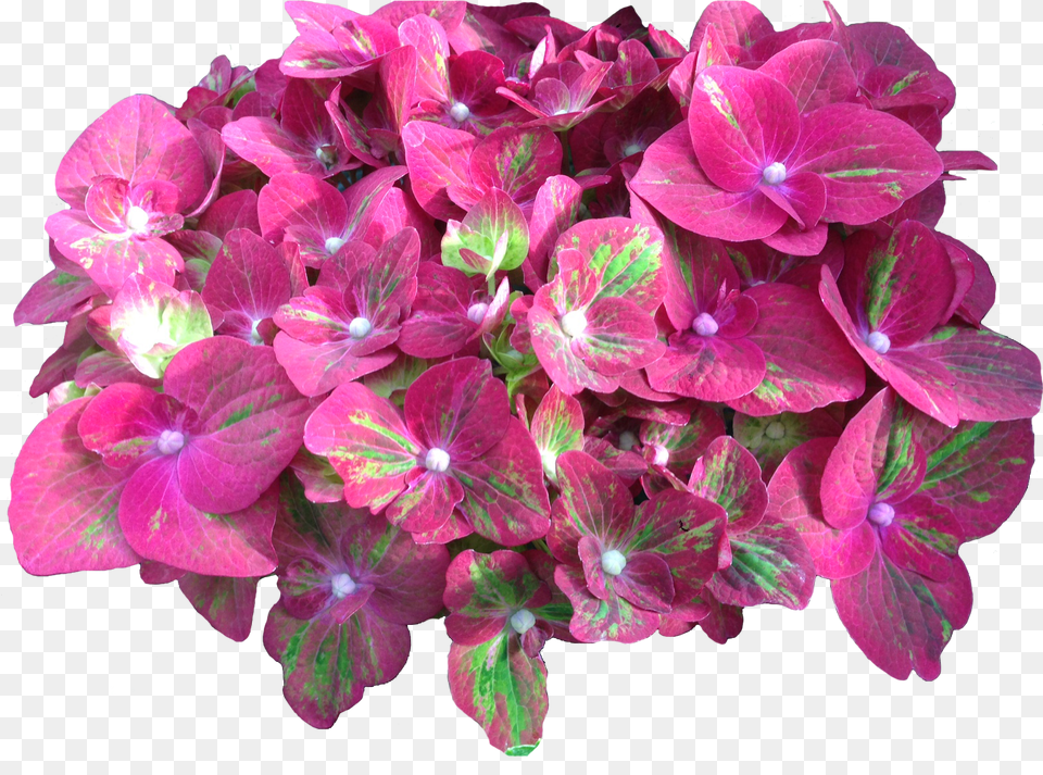 Grower Of The Week Vollering Hydrangea Transparent Hydrenda, Flower, Geranium, Petal, Plant Free Png