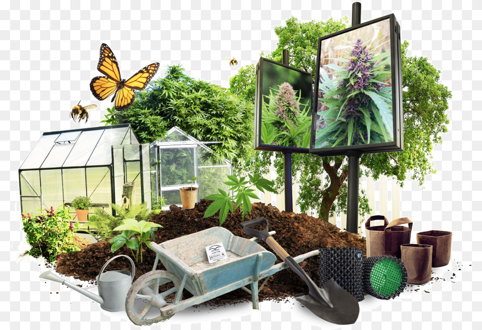 Growing Cannabis Outdoors, Nature, Garden, Gardening, Potted Plant Free Transparent Png