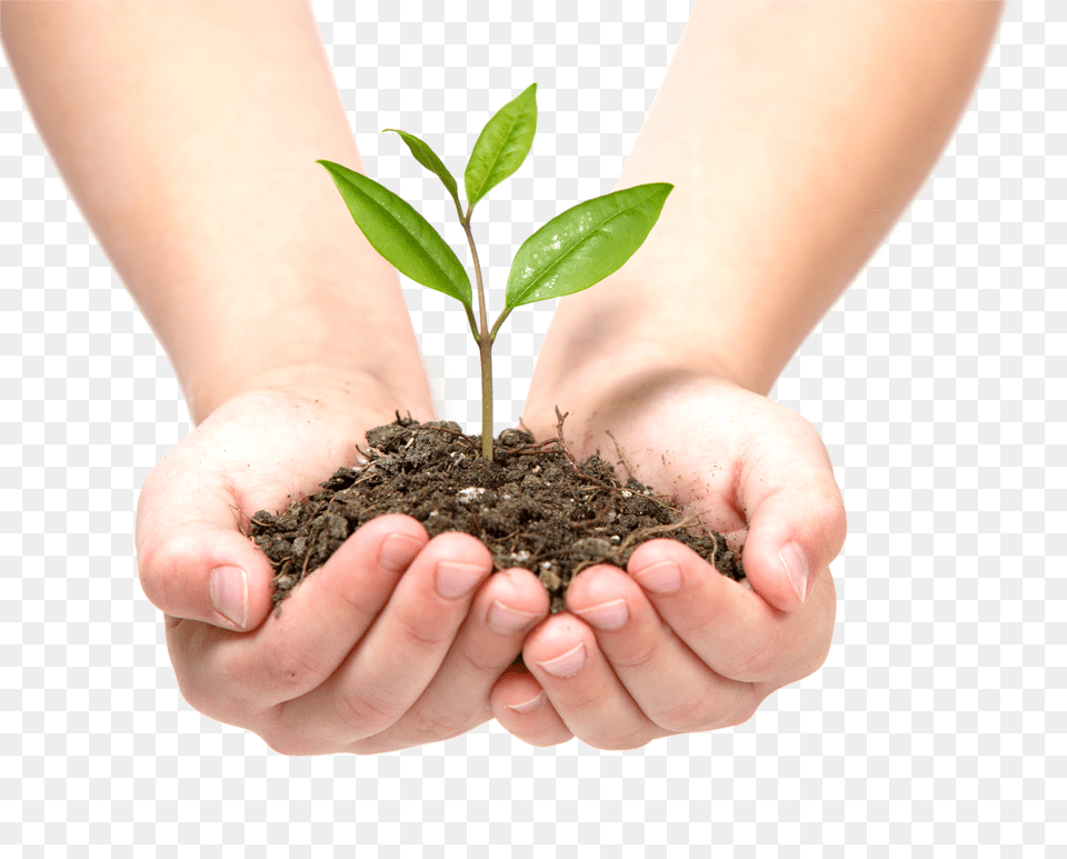 Growing Leaves Image For Tree In Hand Png