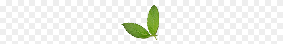 Growing Mint Usu Extension, Herbs, Leaf, Plant, Herbal Free Png