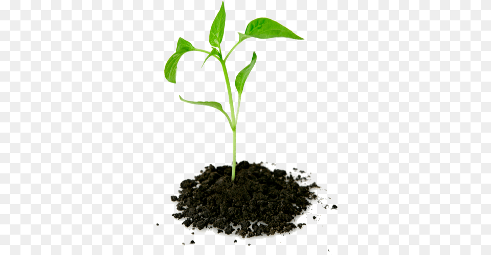 Growing Plant, Soil, Sprout, Leaf Free Transparent Png