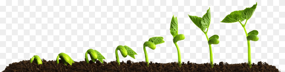 Growing Plant, Soil, Sprout, Bud, Flower Png