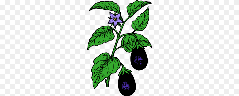 Growing Plant Clipart, Acanthaceae, Flower, Leaf, Purple Png Image