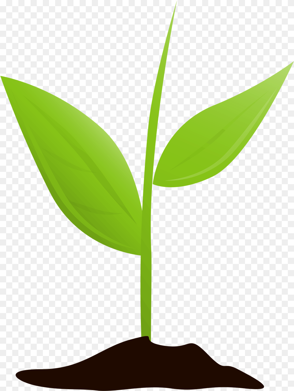 Growing Plant Mtq Transparent Background Plant Growing, Leaf, Sprout Free Png