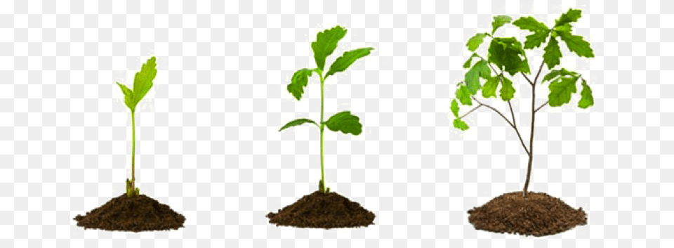 Growing Plant Picture Mart Small Tree Plants, Soil, Leaf, Dynamite, Weapon Free Transparent Png