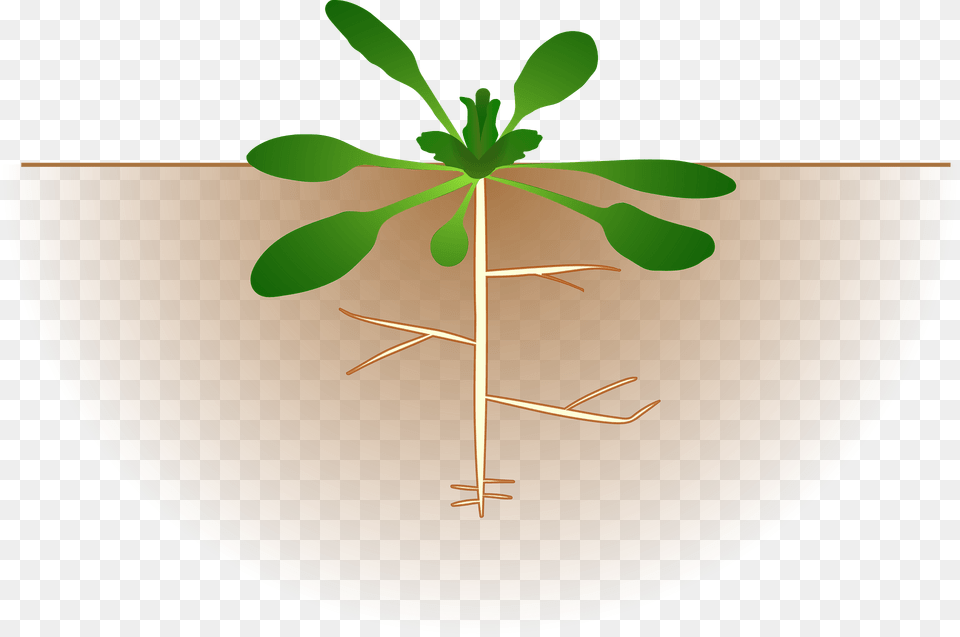 Growing Plant Picture Of Growth Below And Above Ground Level Clipart, Leaf, Potted Plant, Plate, Root Free Png Download